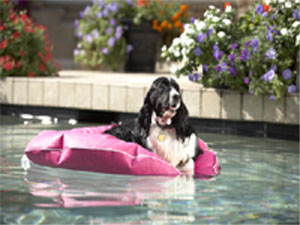 GLDPP-S - Poochie Pool and Deck Lounger Small - GLDPP-S